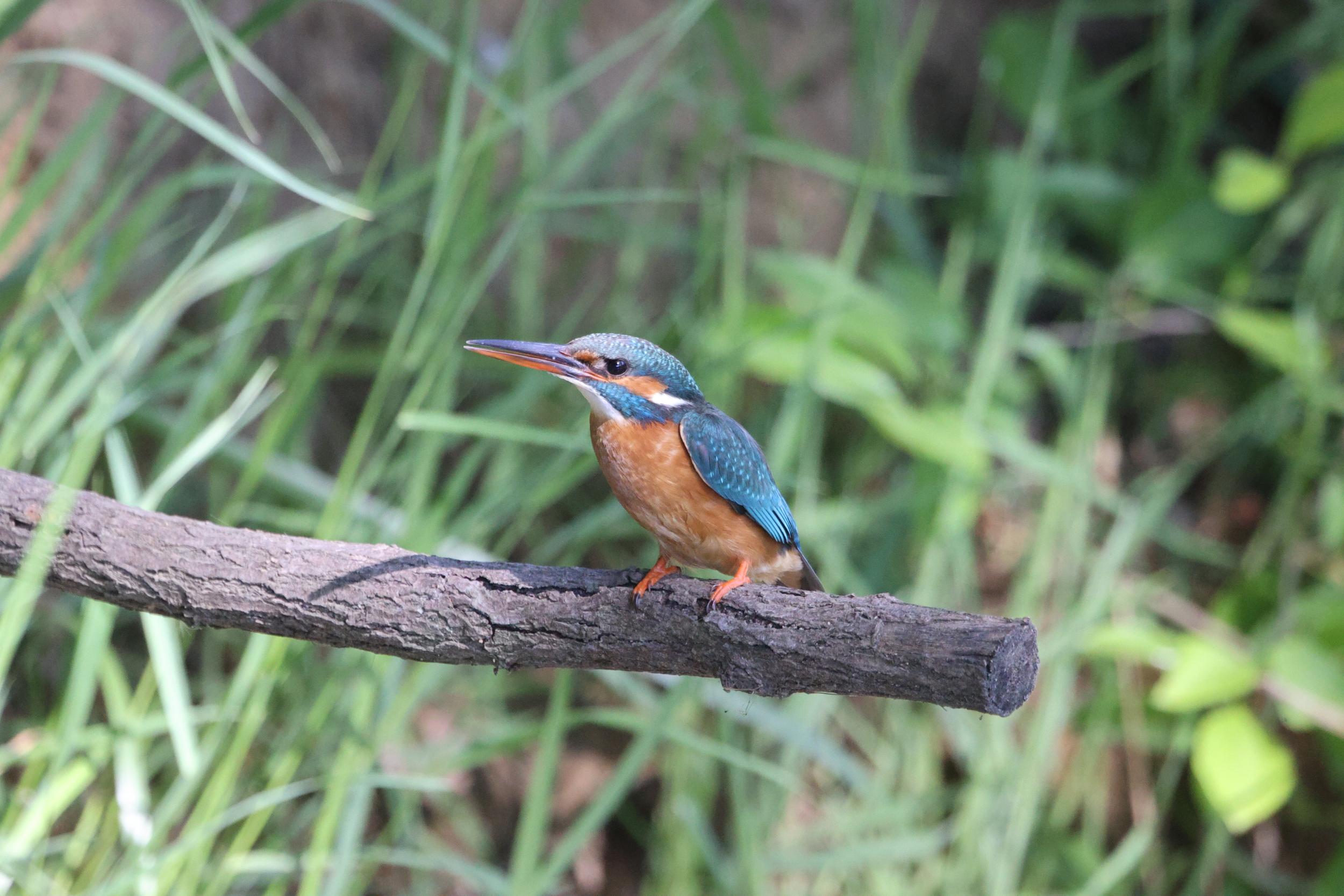 IJsvogel